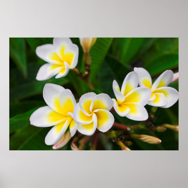 Poster Plumeria floresce perto, Havaí (Frente)