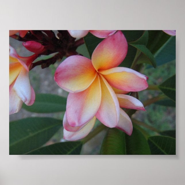 Poster Plumeria (Frangipani) (Frente)