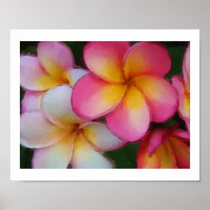 Pôster Plumeria Frangipani Flowers Watercolor Sketch