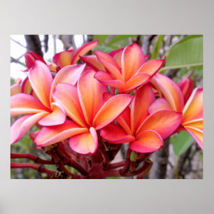 Pôster Plumeria havaiano