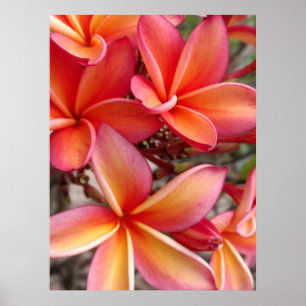 Pôster Plumeria havaiano