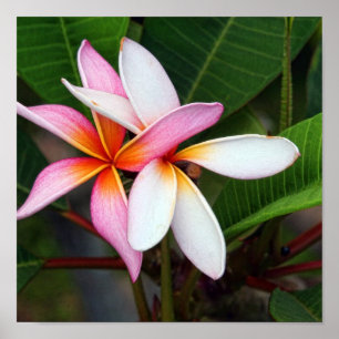 Pôster Plumeria havaiano