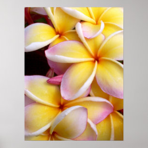 Pôster Plumeria havaiano