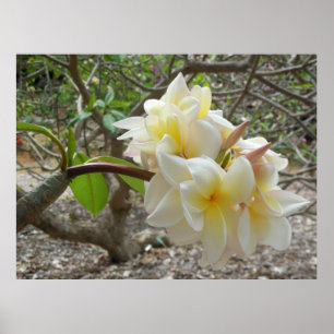 Pôster Plumeria havaiano