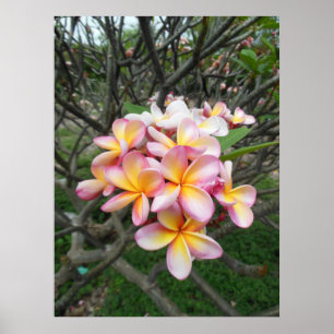 Pôster Plumeria havaiano