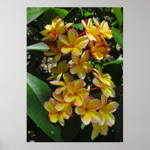 Pôster Plumeria havaiano