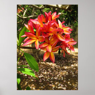Pôster Plumeria havaiano