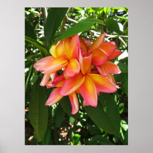 Pôster Plumeria havaiano