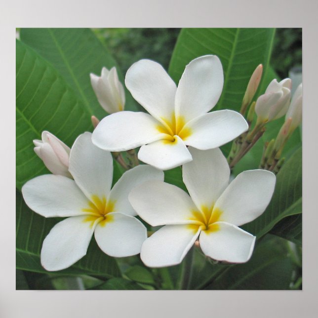 Pôster Plumeria - Lua (Frente)