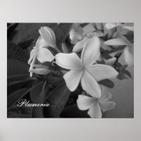 plumeria - Personalizada