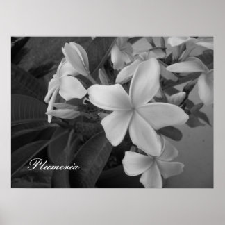 Poster plumeria - Personalizada
