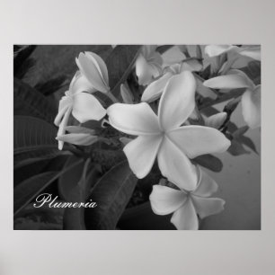 Poster plumeria - personalizado