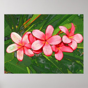 Pôster Plumeria rosa
