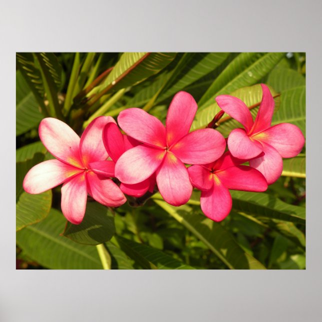 Poster Plumeria rosa (Frente)