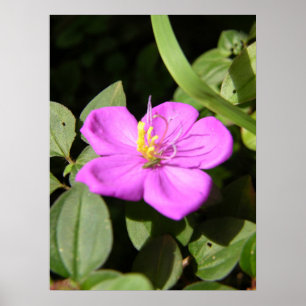 Poster Plumeria Rosa Havaiana