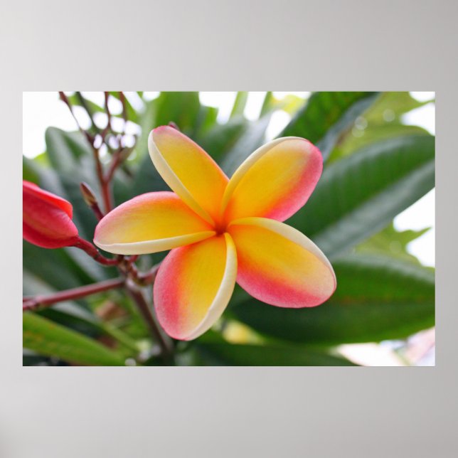 Pôster Plumeria Vermelha e Amarela 1 (Frente)