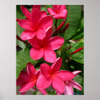 poster - plumérias rosa