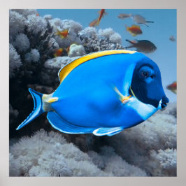 Poster Pó Blue Tang