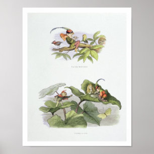 Poster Pobre passarinho provocado, e a corte de coragem