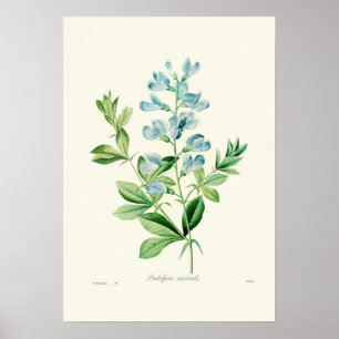Poster Podalyria australásio