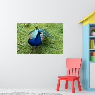 Poster Poder do Pavão Real