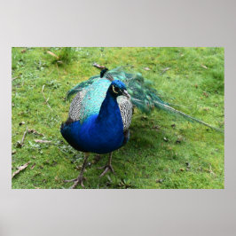 Poster Poder do Pavão Real