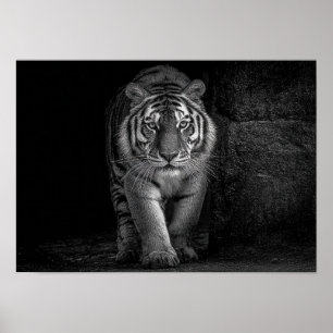 Poster Poder e Presença - Vida Selvagem do Tigre Monocrom