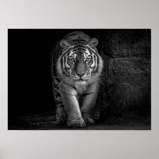 Poster Poder e Presença - Vida Selvagem do Tigre Monocrom