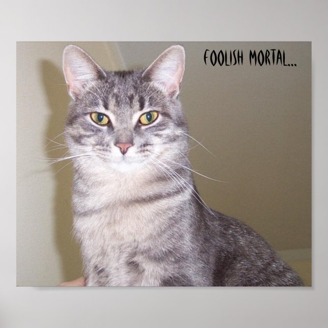 Pôster Poderoso Felino, idiota mortal... (Frente)