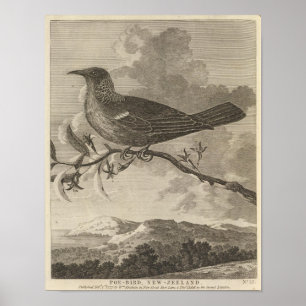 Pôster Poebird, Nova Zelândia