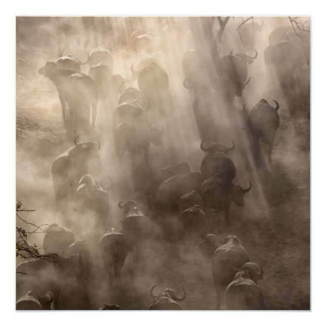 Pôster Poeira de Buffalo (Frente)