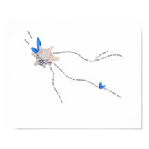 Poema de piano de concha branca costeira de Seashe