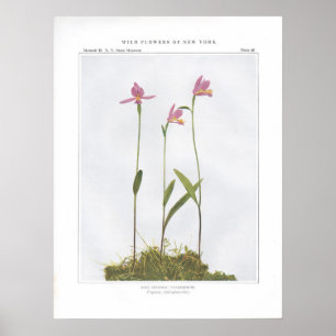 Poster Pogonia cor-de-rosa; Snakemouth - ophioglossoides