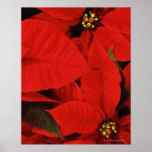 Pôster Poinsettia Close-Up