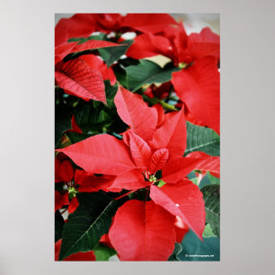 Pôster Poinsettia Vermelha Brilhante