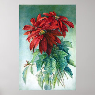 Pôster Pointsettias Watercolor Fine Art Print