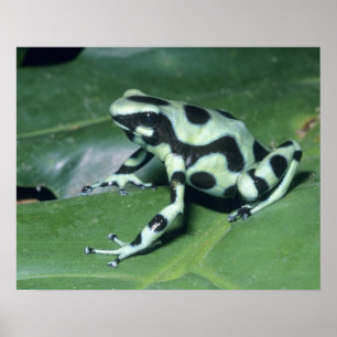 Poster Poison Dart Sapo (Dendrobates auratus) Cahuita