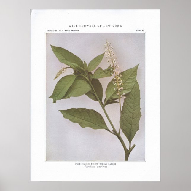 Poster Poke; Skoke; Pigeon Berry; Garget (Frente)