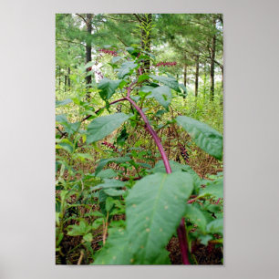 Pôster Pokeweed