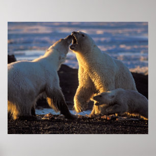 Poster Polar bear sows with cub at side, 1002 coastal