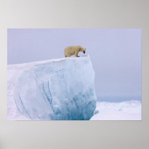 Pôster polar bear, Ursus maritimus