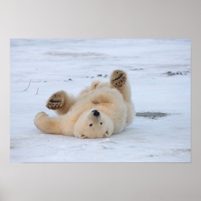 Poster polar bear, Ursus maritimus, cub rolling 3 (Frente)