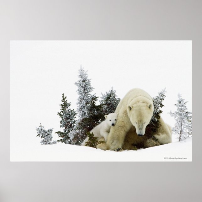 Pôster Polar Bears At Wapusk National Park (Frente)