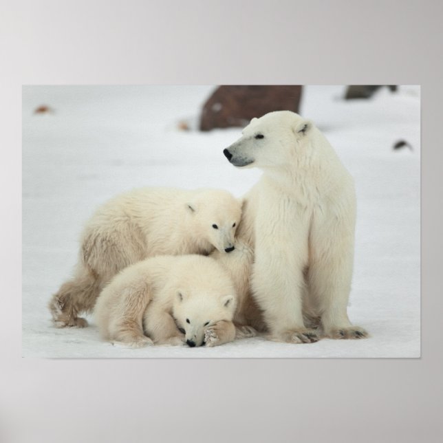 Poster Polar Ela Ursa Com Cubos (Frente)