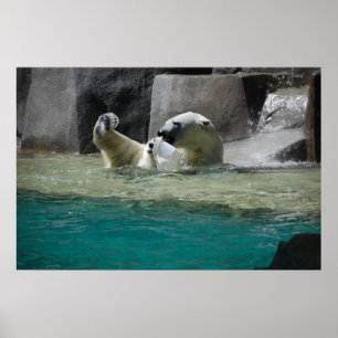 Pôster Polars Bears
