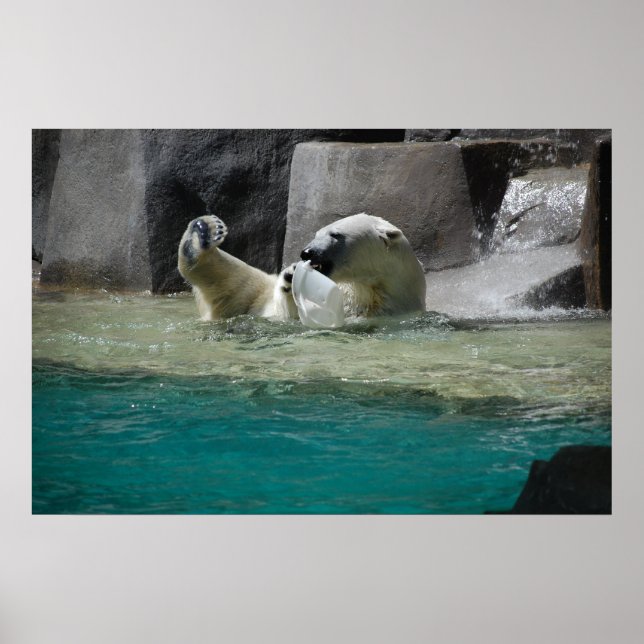 Pôster Polars Bears (Frente)