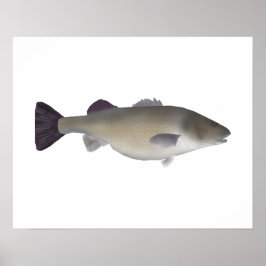 Poster Poleiro Crioulo