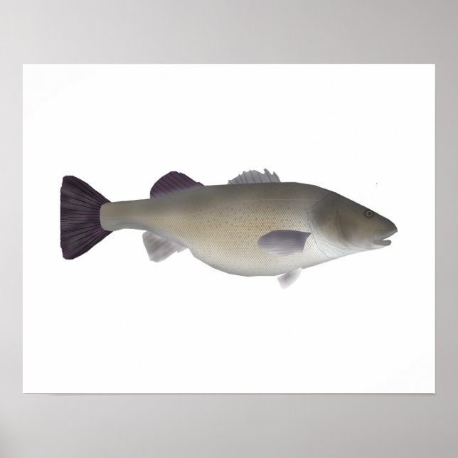 Poster Poleiro Crioulo (Frente)