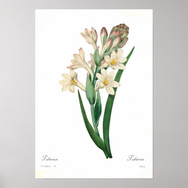 Poster Polianthes tuberosa (Frente)