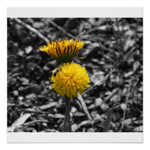 Pôster Polinização adiantada do primavera